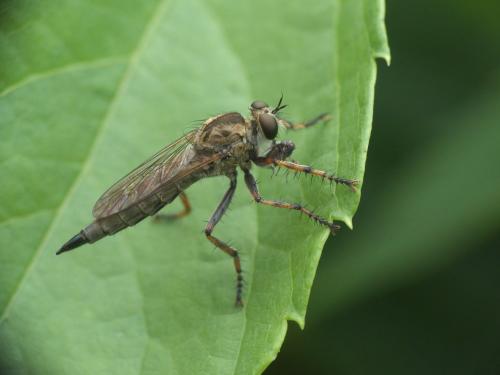 Tolmerus cingulatus